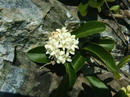 برگ نو معمولی